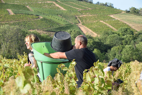 8 things you may not know about Beaujolais Nouveau