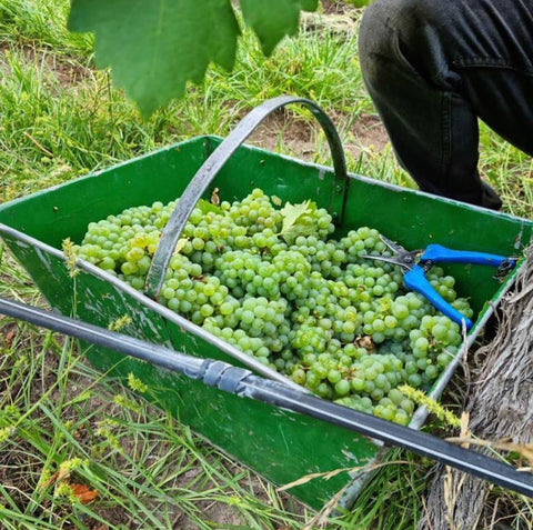 Things you wanted to know about wine...