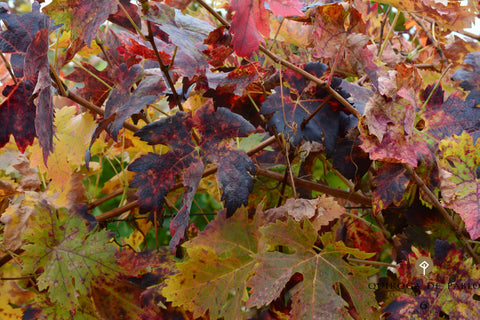 Rioja Alta DOCa Reserva Lagar de Cayo 2016, Quiroga de Pablo