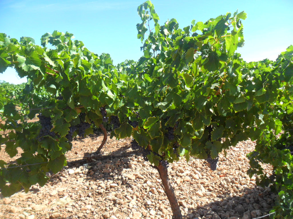Wine at Home