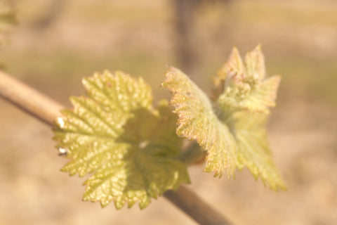 Saint Nicolas de Bourgeuil 2019 Domaine du Fondis - Wine at Home