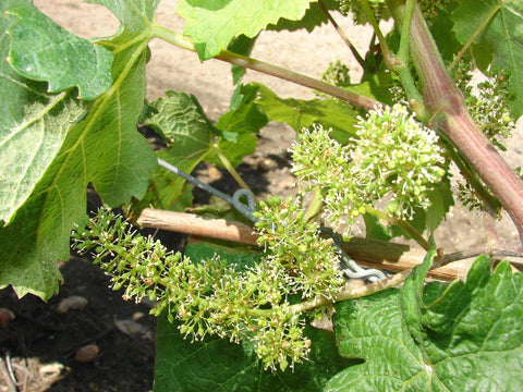 Saint Nicolas de Bourgeuil 2019 Domaine du Fondis - Wine at Home