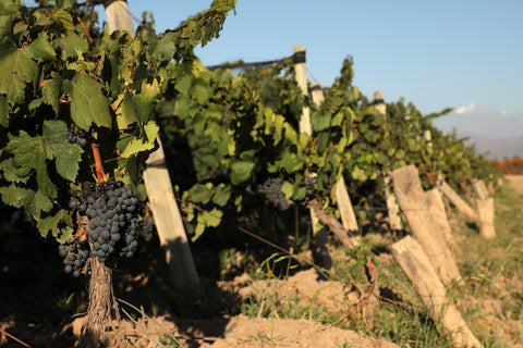 Merlot Reservado 2022, Fabre Montmayou