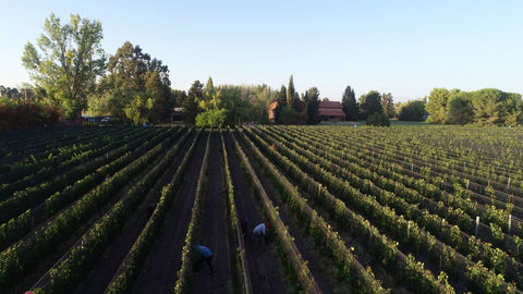 Merlot Reservado 2022, Fabre Montmayou