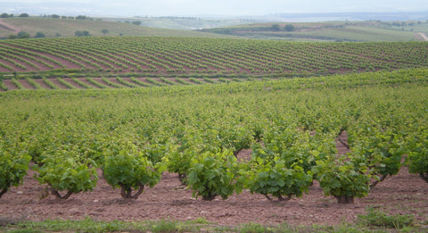 Rioja Alta DOCa Reserva Lagar de Cayo 2016, Quiroga de Pablo