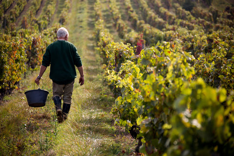 Pure, artisanal and ethically produced boutique wines