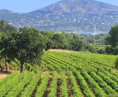 Minuty Vineyard Views Rose