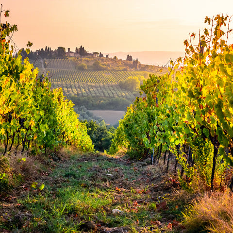 Organic vineyard in Chianti