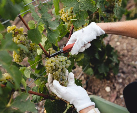 Champagne Ruinart Brut NV