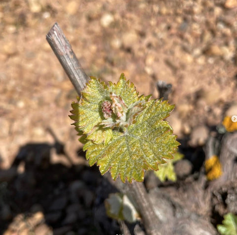 Verdejo DO Rueda 2024, Sotoverde