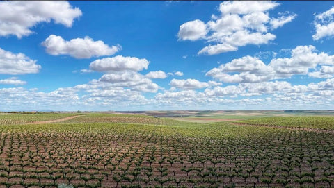 Verdejo DO Rueda 2024, Sotoverde