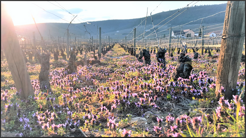 Enjoy Gevrey-Chambertin, Domaine Marchand-Grillot - Fine wines from Wine at Home