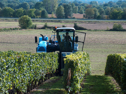 Saint Nicolas de Bourgeuil 2019 Domaine du Fondis - Wine at Home