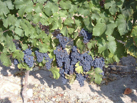 Saint Nicolas de Bourgeuil 2019 Domaine du Fondis - Wine at Home