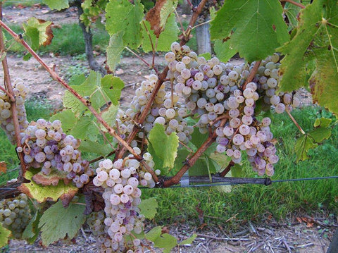 Saint Nicolas de Bourgeuil 2019 Domaine du Fondis - Wine at Home