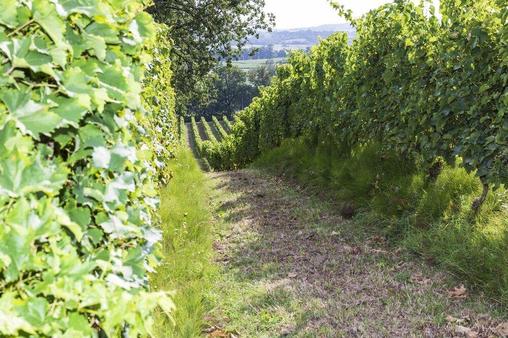 Colombard-Sauvignon l\'Estrade Wine Côtes at 2021, Domaine de – IGP de Gascogne Home