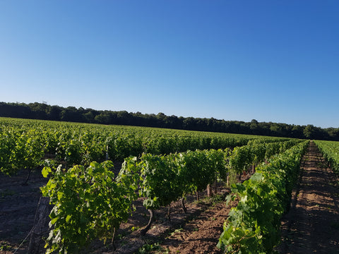 Chinon AOC 2024, Domaine du Puy Rigault