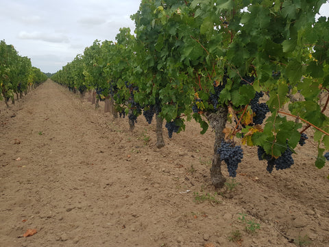 Chinon AOC 2024, Domaine du Puy Rigault
