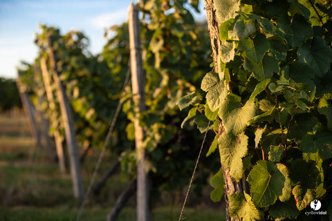 Vin Orange Gros Manseng VdF, La Cave des Vignerons Landais