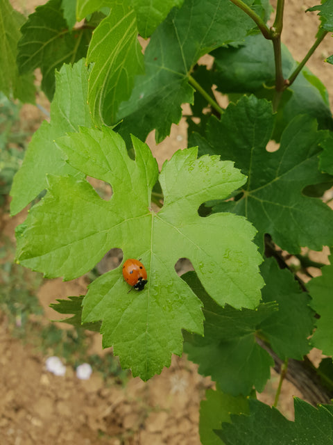 Petit Chablis AOC 2023, Jean-Pierre & Alexandre Ellevin