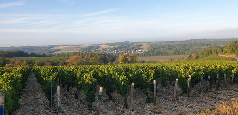 Petit Chablis  AOC 2018 Domaine Ellevin - Wine at Home