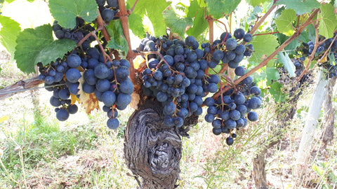 Malbec Cahors AOC 2020, Clos du Colombier