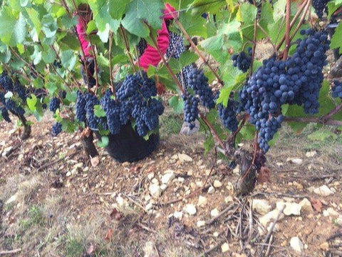 Bourgogne Cote d'Or Pinot Noir 2017 Domaine Laboureau . Pinot Noir grapes on the vine.