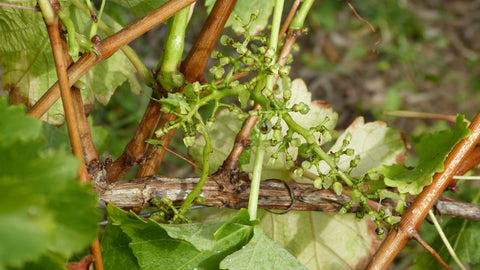 Pouilly Fume AOC Les Croqloups 2023, Domaine Chauveau