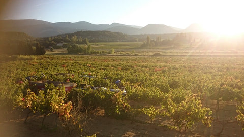 Syrah VdP du Comté de Grignan 2022, Domaine Gigondan M. & Fils