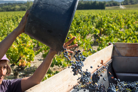 Grenache VdP du Comté de Grignan 2023, Domaine Bois Vieux