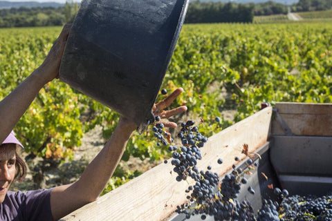 Cotes du Rhone Reserve St Just AOC 2017 Domaine Gigondan - Wine at Home