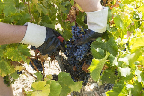 Cotes du Rhone Reserve St Just AOC 2017 Domaine Gigondan - Wine at Home