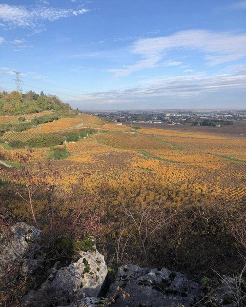 Vosne Romanée Villages AOC 2015 Domaine Machard de Gramont - Wine at Home