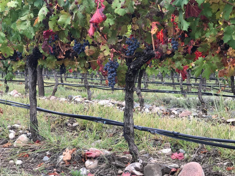Cabernet Franc Reservado 2022, Fabre Montmayou