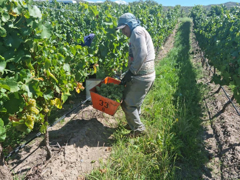 Torrontes 2023, Fabre Montmayou