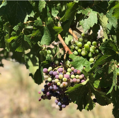 Cabernet Franc Reservado 2022, Fabre Montmayou