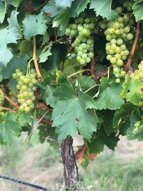Torrontes 2023, Fabre Montmayou