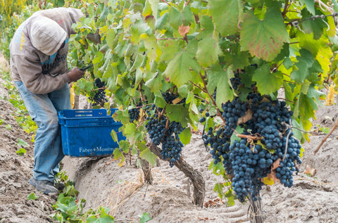 Merlot Reservado 2022, Fabre Montmayou
