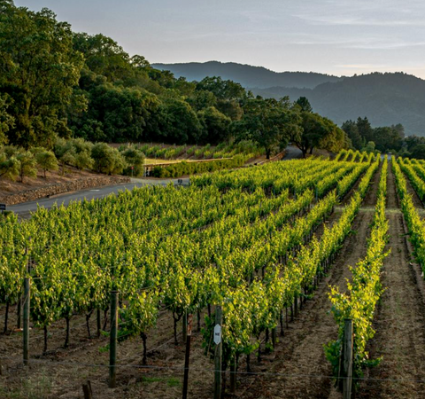 Côtes du Rhône Blanc AOC 2023, Domaine Gigondan M. & Fils