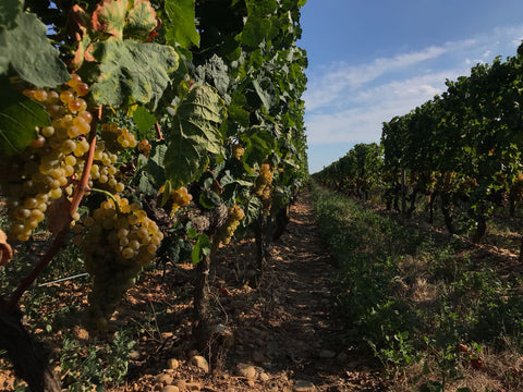 Crozes-Hermitage AOC Blanc 2022, Domaine des Combat