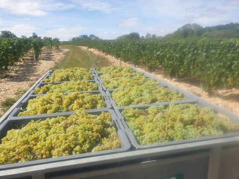 Petit Chablis AOC 2023, Jean-Pierre & Alexandre Ellevin