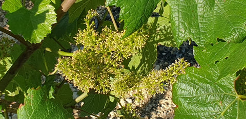 Petit Chablis AOC 2023, Jean-Pierre & Alexandre Ellevin