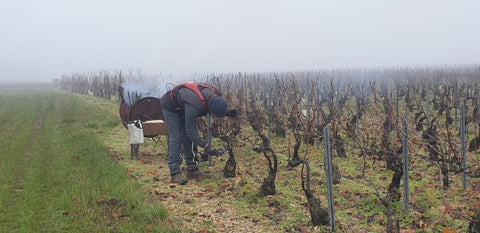 Petit Chablis AOC 2023, Jean-Pierre & Alexandre Ellevin