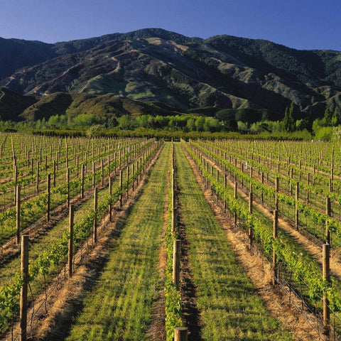 Sauvignon Blanc Marlborough 2019 Map Maker - Wine at Home