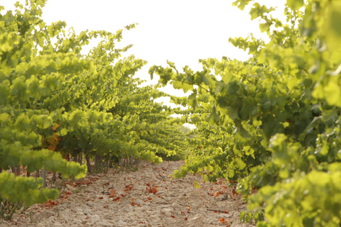 El Pinar de Villena Tinto, Bodega Las Virtudes