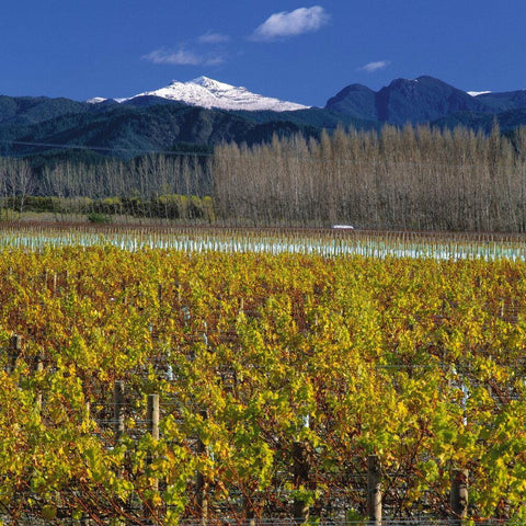 Sauvignon Blanc Marlborough 2019 Map Maker - Wine at Home