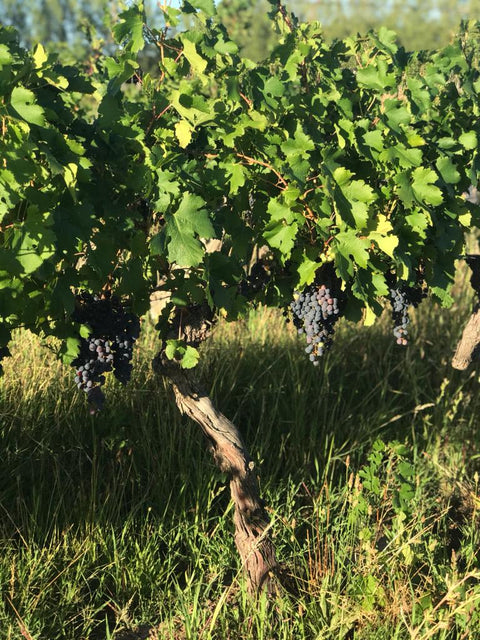 Merlot Reservado 2022, Fabre Montmayou