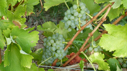 Pouilly Fume AOC Les Croqloups 2023, Domaine Chauveau