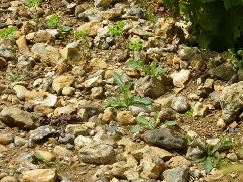 Pouilly Fume AOC Les Croqloups 2023, Domaine Chauveau