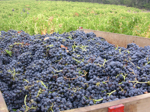 Grenache VdP du Comté de Grignan 2023, Domaine Bois Vieux
